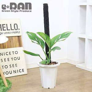 観葉植物 支柱 つるの人気商品 通販 価格比較 価格 Com