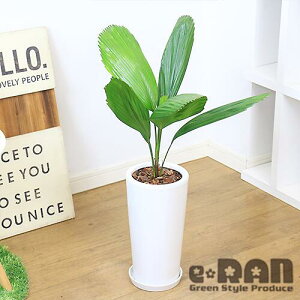 肥料 ヤシ 農業資材 ガーデニング用品の人気商品 通販 価格比較 価格 Com 肥料 ヤシ 農業資材 ガーデニング用品の人気商品 通販 価格比較 価格 Com