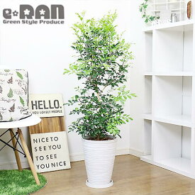 楽天市場 観葉植物 小さい 種類 植物 シルクジャスミン 観葉植物 花 観葉植物 花 ガーデン Diyの通販
