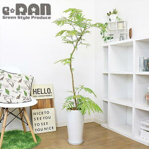 エバーフレッシュ 花 観葉植物の人気商品 通販 価格比較 価格 Com