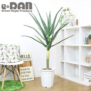 種 アロエ 種 観葉植物の人気商品 通販 価格比較 価格 Com