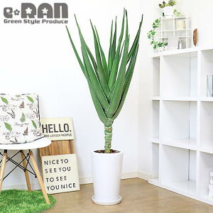 アロエ 観葉植物の人気商品 通販 価格比較 価格 Com