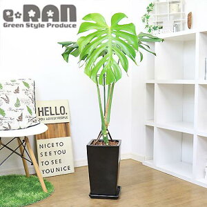 観葉植物 モンステラ 幹上がり Diy 工具の人気商品 通販 価格比較 価格 Com