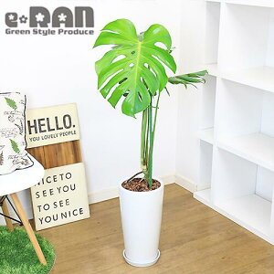 観葉植物 モンステラ 幹上がり 観葉植物の人気商品 通販 価格比較 価格 Com