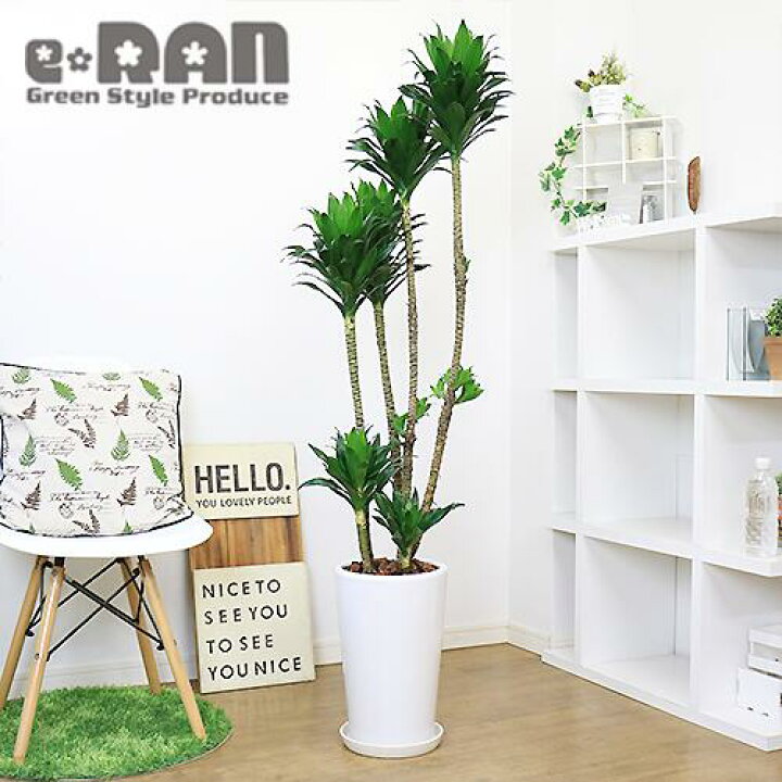 楽天市場 写真の現品お届け ドラセナ コンパクタ H147cm 陶器鉢 白 育てやすい観葉植物 大型 管理説明書 受皿付き 肥料小袋プレゼント ドラセナ ワーネッキー 矮性 ドラセナ デレメンシス 成長 遅い 植物 花言葉 幸福 永遠の愛 幸せな恋 おしゃれ インテリア 新築