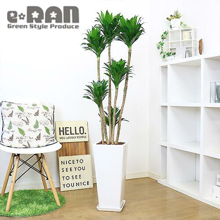 楽天市場 写真の現品お届け ドラセナ コンパクタ H142cm 陶器鉢 白 育てやすい観葉植物 大型 管理説明書 受皿付き 肥料小袋プレゼント ドラセナ ワーネッキー 矮性 ドラセナ デレメンシス 成長 遅い 植物 花言葉 幸福 永遠の愛 幸せな恋 おしゃれ インテリア 新築 楽天市場 写真の現品お届け ドラセナ コンパクタ H142cm 陶器鉢 白 育てやすい観葉植物 大型 管理説明書 受皿付き 肥料小袋プレゼント ドラセナ ワーネッキー 矮性 ドラセナ デレメンシス 成長 遅い 植物 花言葉 幸福 永遠の愛 幸せな恋 おしゃれ インテリア 新築