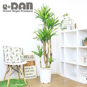 観葉植物 10号 幸福の木の人気商品 通販 価格比較 価格 Com