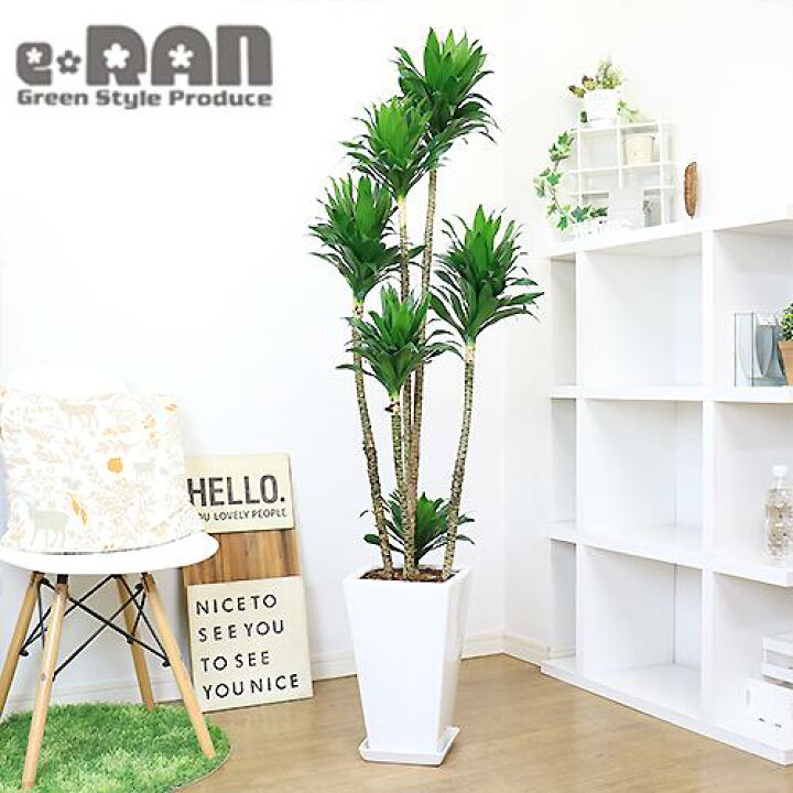 楽天市場 写真の現品お届け ドラセナ コンパクタ H152cm 陶器鉢 白 育てやすい観葉植物 大型 管理説明書 受皿付き 肥料小袋プレゼント ドラセナ ワーネッキー 矮性 ドラセナ デレメンシス 成長 遅い 植物 花言葉 幸福 永遠の愛 幸せな恋 おしゃれ インテリア 新築