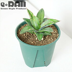 _|Cg2{^lC̃AKx `^m^ ubNAhu[ h15cm 4 Ǘ Mty萔̔izy`^m[^ u[{[ h A MUMU t Agave Ă₷ 