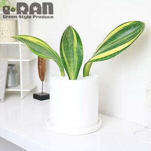 観葉植物 サンスベリア 希少の人気商品 通販 価格比較 価格 Com