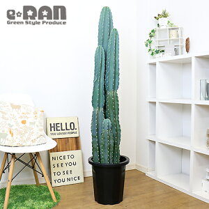 柱サボテン 観葉植物の人気商品 通販 価格比較 価格 Com 柱サボテン 観葉植物の人気商品 通販 価格比較 価格 Com