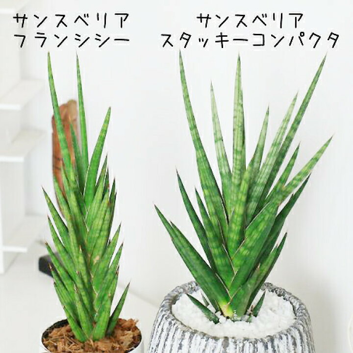 楽天市場 写真の現品お届け 珍しい サンスベリア スタッキー コンパクタ H31cm セメントポット 管理説明書 受皿付き 肥料小袋プレゼント 希少 多肉植物 ガーデン Diy 観葉植物 サンセベリア シリンドリカ キリンドリカ ツツチトセラン スタッキー フランシシー 似