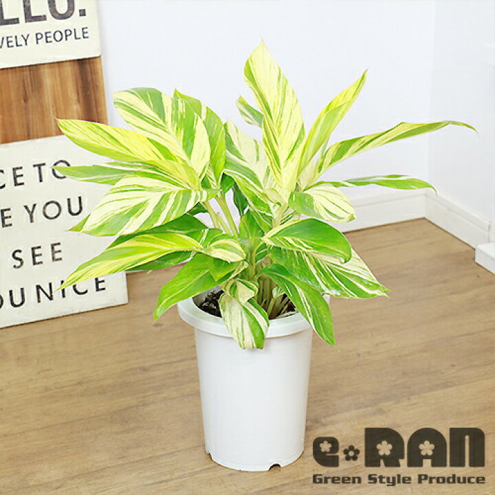 楽天市場 数量限定販売 観葉植物 アルピニア 黄斑月桃 7号 管理説明書 受皿付き 肥料小袋プレゼント花 ガーデン Diy 防虫 防菌 防カビの効果 虫除け剤 カビ除け効果のある サンニン シェルジンジャー ミラクルハーブ 黄斑ゲットウ 人気 インテリア 観葉植物の専門店