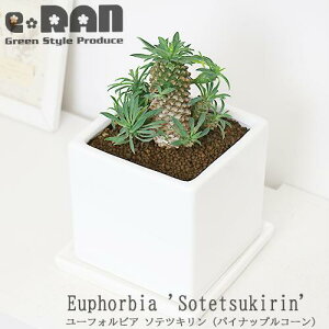 _|Cg5{^lC̃pCibvR[Q (\ecL) 픫y萔̔iz Ǘ Mt 엿܃v[gyϗtA A hSi [tHrA uvE