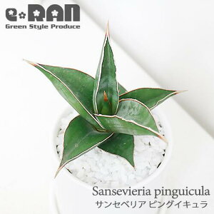 観葉植物 多肉植物 サンスベリアの人気商品 通販 価格比較 価格 Com 観葉植物 多肉植物 サンスベリアの人気商品 通販 価格比較 価格 Com