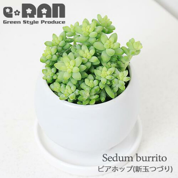 楽天市場 数量限定販売 多肉植物 ビアホップ 新玉つづり 陶器鉢 白 管理説明書 受皿付き 肥料小袋プレゼント 玉つづり ベンケイソウ科 うさぎのかくれんぼ 姫玉綴り ガーデン Diy 観葉植物 テーブルグリーン ミニ観葉 小さな鉢 葉差し 丸い植物 育てやすい 楽天市場 数量限定販売 多肉植物 ビアホップ 新玉つづり 陶器鉢 白 管理説明書 受皿付き 肥料小袋プレゼント 玉つづり ベンケイソウ科 うさぎのかくれんぼ 姫玉綴り ガーデン Diy 観葉植物 テーブルグリーン ミニ観葉 小さな鉢 葉差し 丸い植物 育てやすい