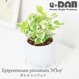 【数量限定販売】ツル性植物 ポトス エンジョイ 陶器鉢 白 3号サイズ 管理説明書 受皿付き 肥料小袋プレゼント【淡黄色 覆輪斑 エピプレムナム Epipremnum pinnatum 'N'Joy' ハンギング つる植物 人気観葉植物 小さい プレゼント 常緑つる性 育てやすい】母の日 父の日