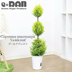 コニファー ツリーの人気商品 通販 価格比較 価格 Com