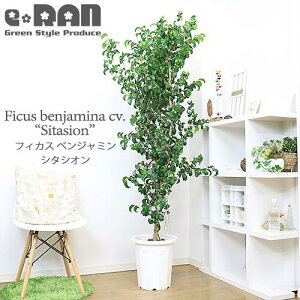ベンジャミン の木の人気商品 通販 価格比較 価格 Com