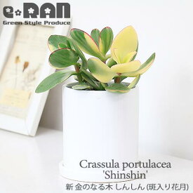 多肉植物 新 金のなる木 しんしん 株立(斑入り花月) 陶器鉢 【限定数販売品】白 管理説明書 受皿付き 肥料小袋プレゼント【多肉 斑入 カゲツ シンシン 紅葉 夏型 クラッスラ コインツリー 丸い葉 多肉植物寄せ植え カネノナルキ テーブルグリーン 小鉢】 観葉植物