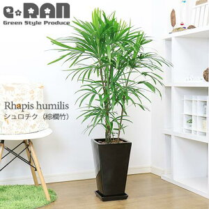 アジアン 観葉植物の人気商品 通販 価格比較 価格 Com