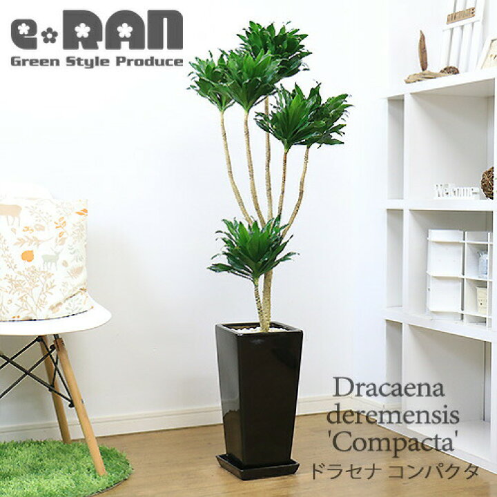 楽天市場 写真の現品お届け 育てやすい観葉植物 ドラセナ コンパクタ H126cm 陶器鉢 黒 管理説明書 受皿付き 肥料小袋プレゼント ドラセナ ワーネッキー 矮性 ドラセナ デレメンシス 成長 遅い 植物 花言葉 幸福 永遠の愛 幸せな恋 狭い部屋 おしゃれ インテリア