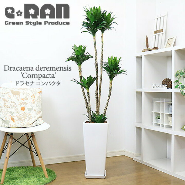楽天市場 写真の現品お届け ドラセナ コンパクタ H146cm 陶器鉢 白 育てやすい観葉植物 大型 管理説明書 受皿付き 肥料小袋プレゼント ドラセナ ワーネッキー 矮性 ドラセナ デレメンシス 成長 遅い 植物 花言葉 幸福 永遠の愛 幸せな恋 おしゃれ インテリア 新築