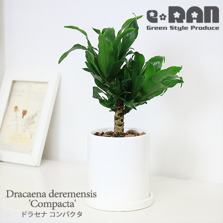 楽天市場 写真の現品お届け 育てやすい観葉植物 ドラセナ コンパクタ H28cm 陶器鉢 白 管理説明書 受皿付き 肥料小袋プレゼント ドラセナ ワーネッキー 矮性 ドラセナ デレメンシス 成長 遅い 植物 花言葉 幸福 永遠の愛 幸せな恋 おしゃれ インテリア 新築祝い