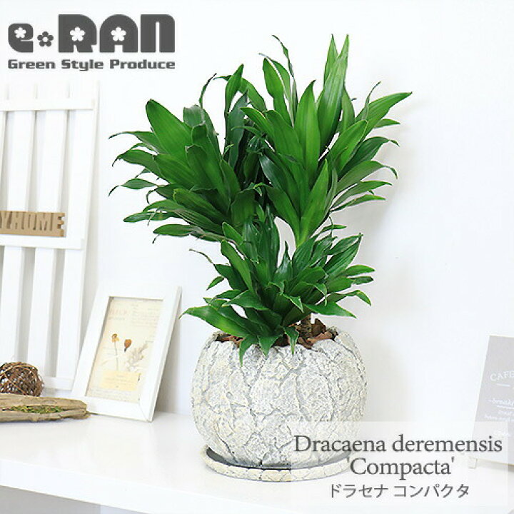 楽天市場 写真の現品お届け 育てやすい観葉植物 ドラセナ コンパクタ H47cm セメントポット鉢 管理説明書 受皿付き 肥料小袋プレゼント ドラセナ ワーネッキー 矮性 ドラセナ デレメンシス 成長 遅い 植物 花言葉 幸福 永遠の愛 幸せな恋 おしゃれ インテリア