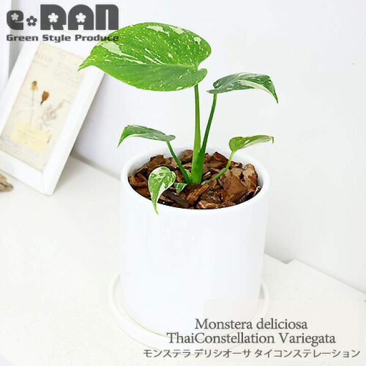 モンステラ斑入り デリシオーサ実生株 突然変異個体と通常斑入りの2鉢  