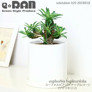 qt [tHrA pCibvR[ (\ecL) H25cm 픫y萔̔iz Ǘ MtyA hSi [tHrA uvEtHA T{e̗l