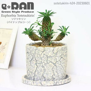 qt [tHrA \ecL (pCibvR[) Zg|bg Ǘ Mt 엿܃v[gyϗtA A hSi [tHrA uvEtHA 