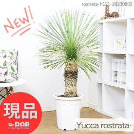 ユッカ（ロストラータ）10号 現品 観葉植物 庭木【耐寒性 Yucca rostrata ビッグベンド・ユッカ 鉢植え 地植え ガーデニング ドライガーデン リゾート ワイルド シンボルツリー ドライガーデン 男前】