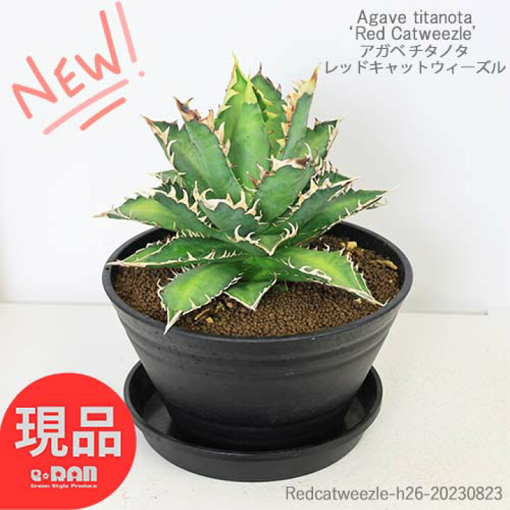 楽天市場】＼ポイント5倍／大株 アガベ チタノタ レッドキャット 