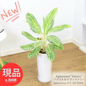 観葉植物 アグラオネマ ヴィクトリー 陶器鉢 白 h75cm 管理説明書 受皿付き 肥料小袋プレゼント Aglaonema エキゾチックな模様 リョクチク サトイモ科 アグラオネマ属 ビクトリーコンムタツム 富や幸運を引き寄せる観葉植物