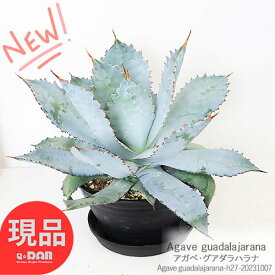 大株 アガベ グアダラハラナ h27cm前後 6号鉢 【Agave guadalajarana 肉厚の葉 エッジ 黄色 赤色 トゲ リュウゼツラン 竜舌蘭 ドライガーデン ロックガーデン センチュリープランツ 写真の現品お届け】観葉植物 多肉