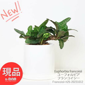 珍奇植物 ユーフォルビア フランコイシー/H26cm 陶器鉢仕立 幹上がり 管理説明書 受皿付き 肥料小袋プレゼント 観葉植物 塊根植物 コーデックス ビザールプランツ Euphorbia francoisii 珍しい植物 珍奇植物 塊根系【現品発送】