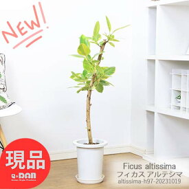 ＼ポイント2倍／観葉植物 フィカス アルテシマ 7号鉢 高さ97cm 朴仕立 管理説明書 受皿付 肥料小袋プレゼント Ficus altissima バリエガタ アルテ ゴムの木 アルテシーマ ゴムノキ 黄色 斑入り ライムグリーングリーン 永遠の幸福 ゴム婚式【現品発送】