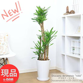 ＼ポイント5倍／観葉植物 ドラセナ リッキー 陶器鉢 白 高さ125cm 希少種 流通の少ない 幸福の木の仲間 お家時間 マッサンゲアナ(マッサン)の枝変わり種 開店祝い 開業祝い 贈り物 ドラセナ 斑入り 珍しい品種【現品発送】