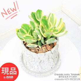 ＼ポイント4倍／多肉植物 金のなる木 きらめき セメントポット h23cm 多肉 斑入 カゲツ 紅葉 夏型 クラッスラ コインツリー 丸い葉 多肉植物 カネノナルキ キラメキ 小鉢 テーブルグリーン 花月【現品発送】 観葉植物