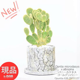 ＼ポイント2倍／大きめの バニーカクタス ゴールデンバニー セメントポット 植木鉢 32cm前後 多肉植物 サボテン バニーサボテン うさぎ ウチワ キンエボシ オプンチア 耐寒性グリーン ウサギの耳 テーブルグリーン【現品発送】 観葉植物