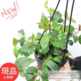 着生植物 エスキナンサス マルモラタス 4号 吊り鉢 h24cm Aeschynanthus ‘Marmoratus’ 観葉植物 つる性植物 熱帯植物 迷彩柄 黄色の花 ハンギング 吊るすインテリア 【現品発送】