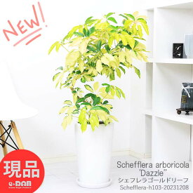 観葉植物 斑入り シェフレラ ゴールドリーフ 陶器鉢 白 H103cm ホンコン カポック アルボリコラ 曲線 曲がり樹形 耐寒性 オクトパスツリー 黄色い葉 Schefflera arboricola Dazzle 開店祝い 新築祝い 贈答品【現品発送】