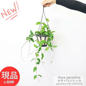 観葉植物 ホヤ パラシティカ 5号吊り鉢 Hoya parasitica サクララン 桜蘭 ホイシュケリアナ つる植物 ハンギング 吊るすインテリア 掛ける鉢 空間インテリア 珍奇植物 珍奇 珍しい 希少 レア【現品発送】