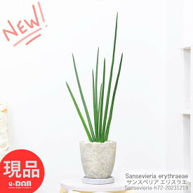 ＼ポイント3倍／観葉植物 希少種 サンスベリア エリスラエ セメントポット H72cm 細い葉 スタイリッシュ シャープな葉 Sansevieria erythraeae 入手困難 空気清浄効果 育てやすい 植物 インテリアグリーン かっこいい 【現品発送】