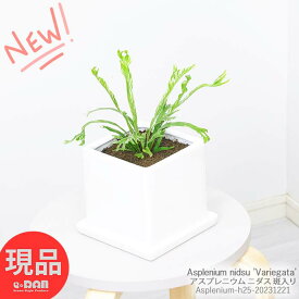 観葉植物 シダ植物 斑入り アスプレニウム ニダス バリエガータ 陶器鉢 h25cm 流通の少ない テーブルグリーン シダ シマオオタニワタリ アスプレニューム 癒し植物 育てやすい植物【現品発送】