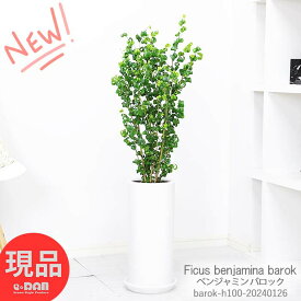 ＼ポイント2倍／観葉植物 人気 ベンジャミン バロック 陶器鉢 H100cm 丸 白 ギフト お祝い 室内 フィカス ベンジャミナ カール ゴムの木 インテリア 植木鉢 新築祝い 結婚記念日 開店祝い 御祝い 定番 リビンググリーン【現品発送】