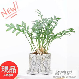 ＼ポイント5倍／シダ植物 育てやすいドリナリア ボニー 高さ40cm セメントポット 5号サイズ 着生植物 希少シダ 花 ガーデン DIY 観葉植物 おしゃれ シダ 室内 インテリア 小型 ハカマウラボシ属 カザリシダ ドリナリアドリー Drynaria bonii【現品発送】