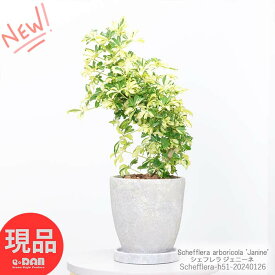 ＼ポイント2倍／観葉植物 棚 斑入り シェフレラ ジェニーネ エッグセメントポット 高さ約51cm 6号サイズ 曲がり樹形 金魚葉カポック 枝変わり 金魚の尾のような形 希少 レナータ ハートリーフ 盆栽 個性的 小さい ミニ Schefflera arboricola 'Janine'【現品発送】