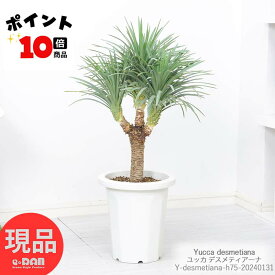 ＼ポイント10倍／珍しい矮性タイプ ユッカ デスメティアーナ 多頭 幹上がり 8号鉢 高さ約75cm デスメティアナ スリーヘッド デスメティアーナ ガーデン 観葉植物 庭木 Yucca desmetiana 成長遅い 耐陰性 紅葉 DIY 希少種 レア ドライ 寒さに強い【現品発送】 父の日 早割